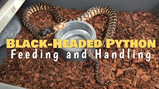 Feeding And Handling Our Black-Headed Python