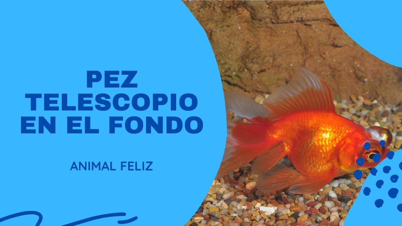 ️ ¿POR QUÉ MI PEZ TELESCOPIO SE QUEDA EN EL FONDO? 2024 MIS PECES