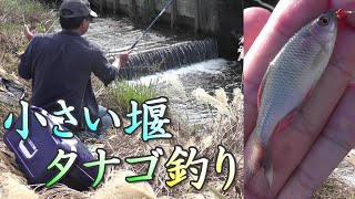 小さい堰で小物釣り。タナゴ3種類、全部で6種類。入れ食い大漁！タナゴ釣り。　小物釣り91。いい場所ポイントを釣り歩き。 Lake BIWA River Fishing