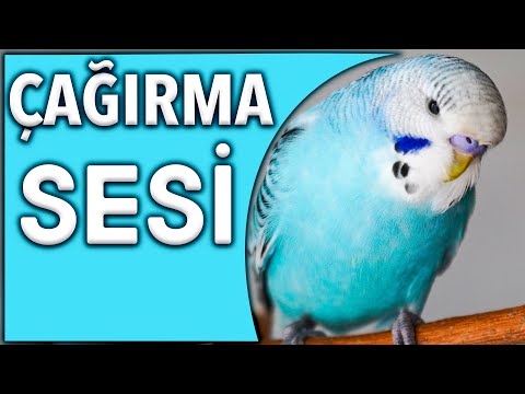 MUHABBET KUŞU SESİ ÇAĞIRMA  Muhabbet Kuşu Çağrı Sesi Dinlet