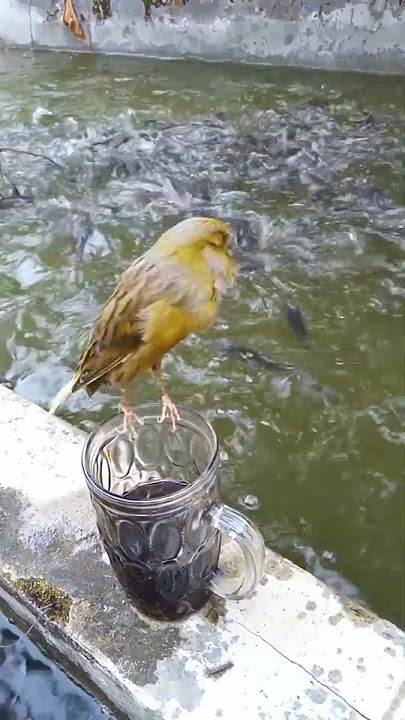 Masteran Kenari Juara #kenari #kenarigacor #canary #canaryislands