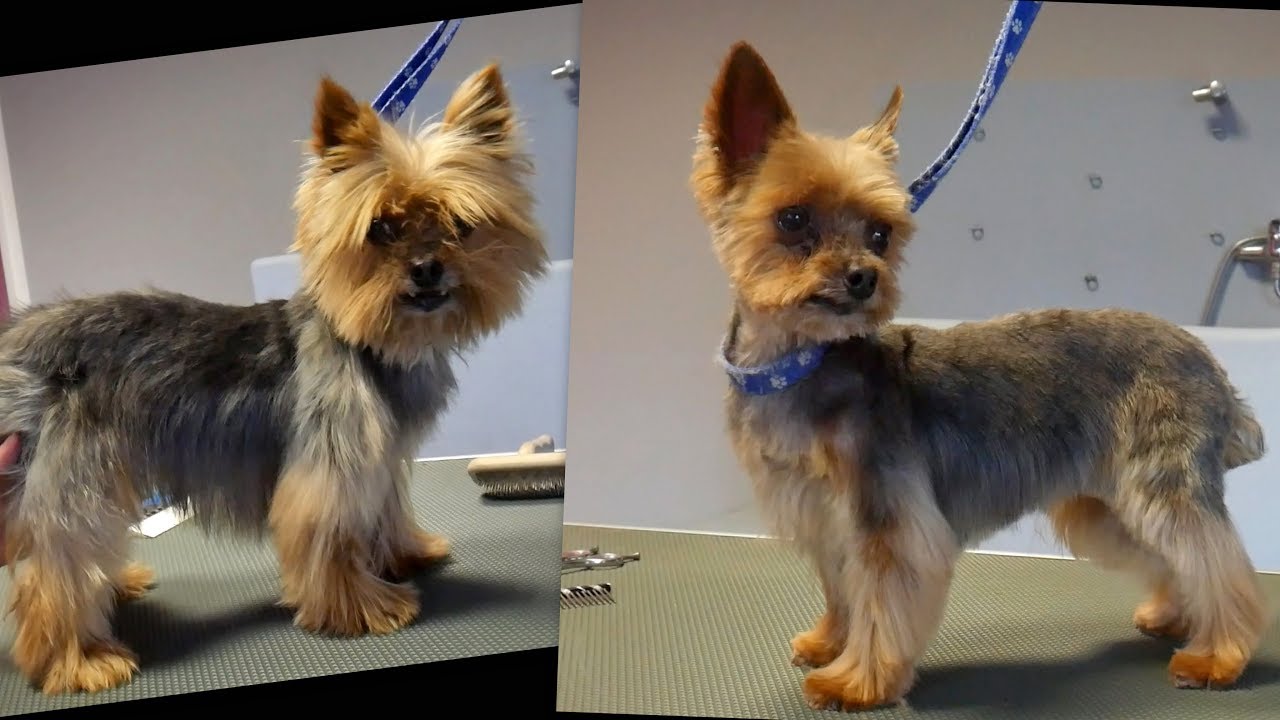 Grooming Guide Yorkshire Terier Head Grooming 35 YouTube