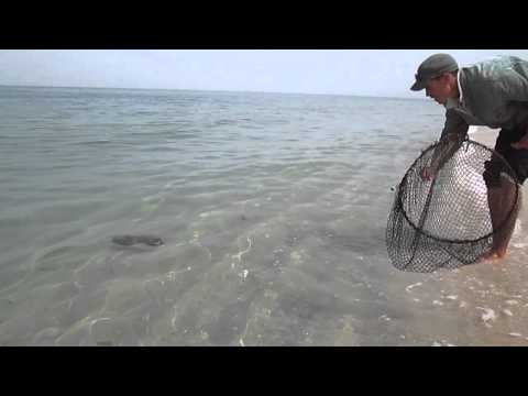 صيد الحبار السيبيا في الداخلة جنوب المغرب 