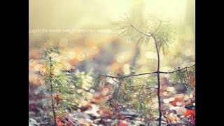 Shayne Ward - You're Not Alone