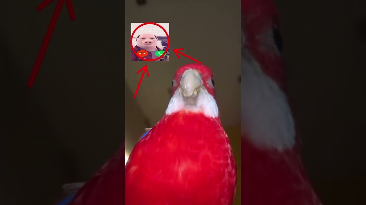 Memes I found on the internet V. 288 