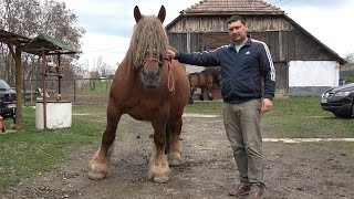 Caii lui Andrei de la Gerausa, Satu Mare - 2024 Nou!!!
