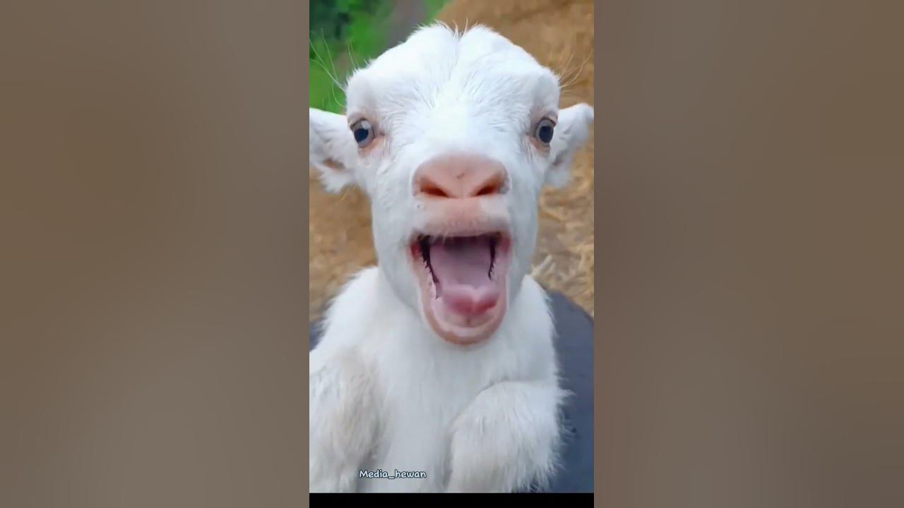 Suara Kambing Lucu dan Unik #shorts #kambing #goatfarming
