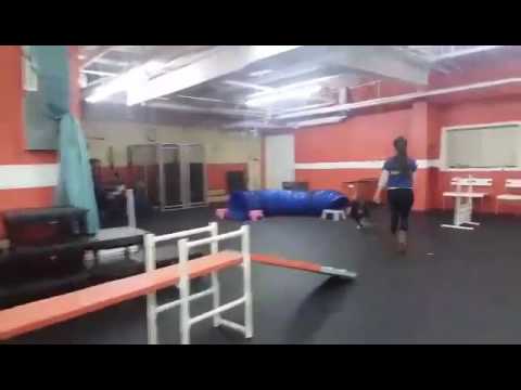 agility-classes-|-solid-k9-training-dog-training