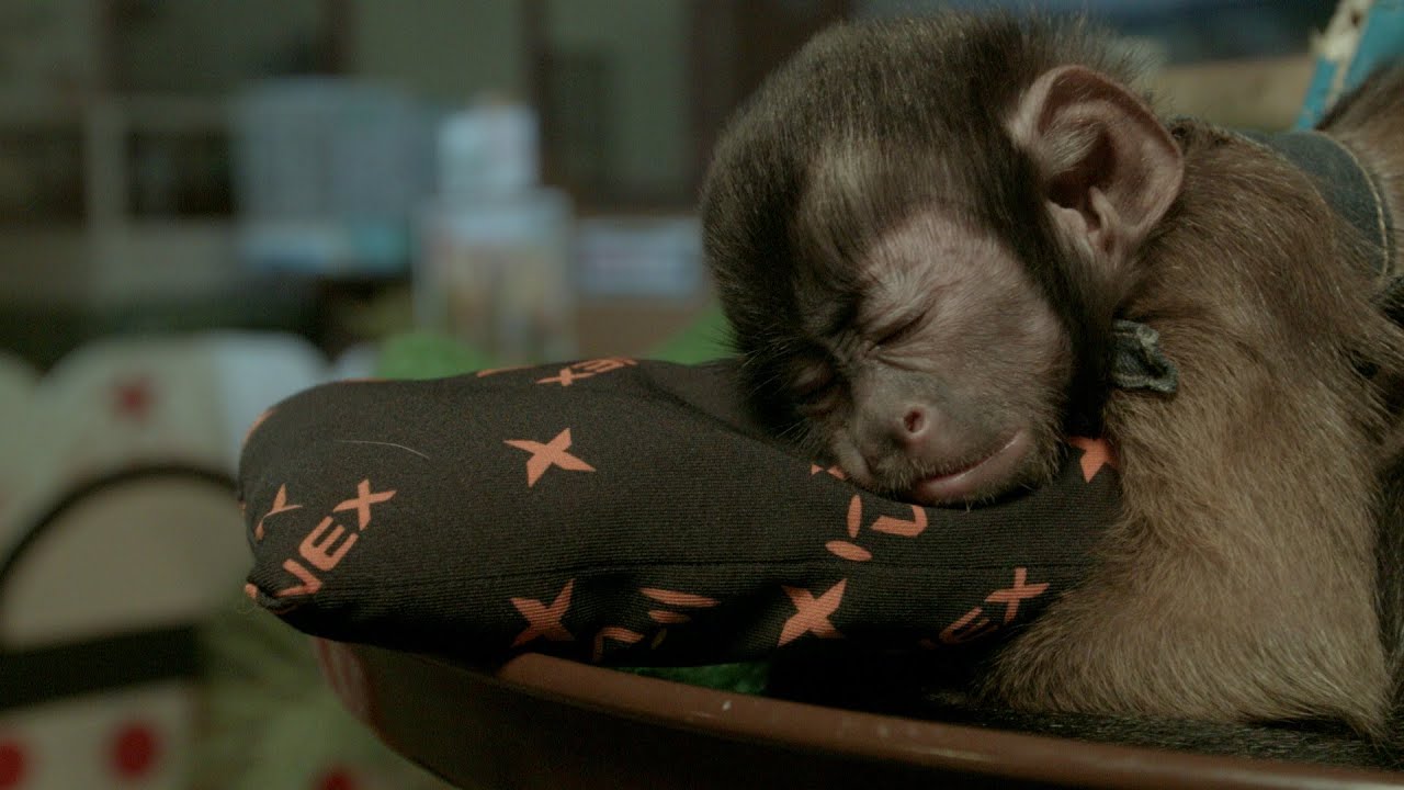 Cute Monkey Sleeping かわいい猿の寝顔 Youtube