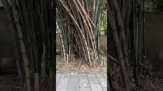 Bamboo tree // 대나무 🌴😲🤔 남쪽에서 내 채널을 구독하십시오 Bamboo tree // 대나무 🌴😲🤔 남쪽에서 내 채널을 구독하십시오