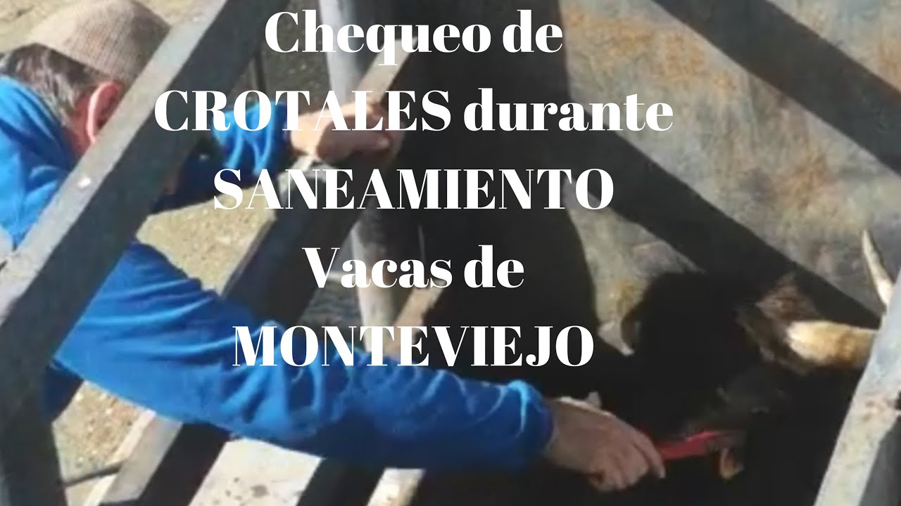 Chequeo de CROTALES en saneamiento a VACAS de MONTEVIEJO de D.Victorino Martín en Finca Monteviejo