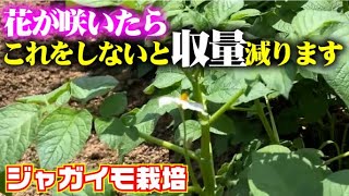 【ジャガイモのお花は楽しむべからず】美味しいジャガイモをたくさん収穫する方法【男爵】【メークイン】【キタアカリ】【デストロイヤー・グラウンドペチカ】