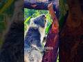 🐨 Kya yeh shaant dikhne wala koala lakhon saal purane rahasyon ka jeevit prateek hai? #short #viral