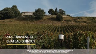 2021 Harvest At Château Quintus