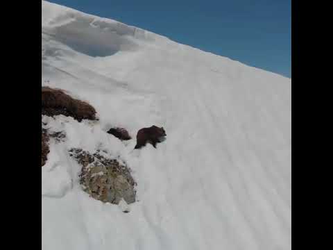 We could all learn a lesson from this baby bear: Look up & don't give up.