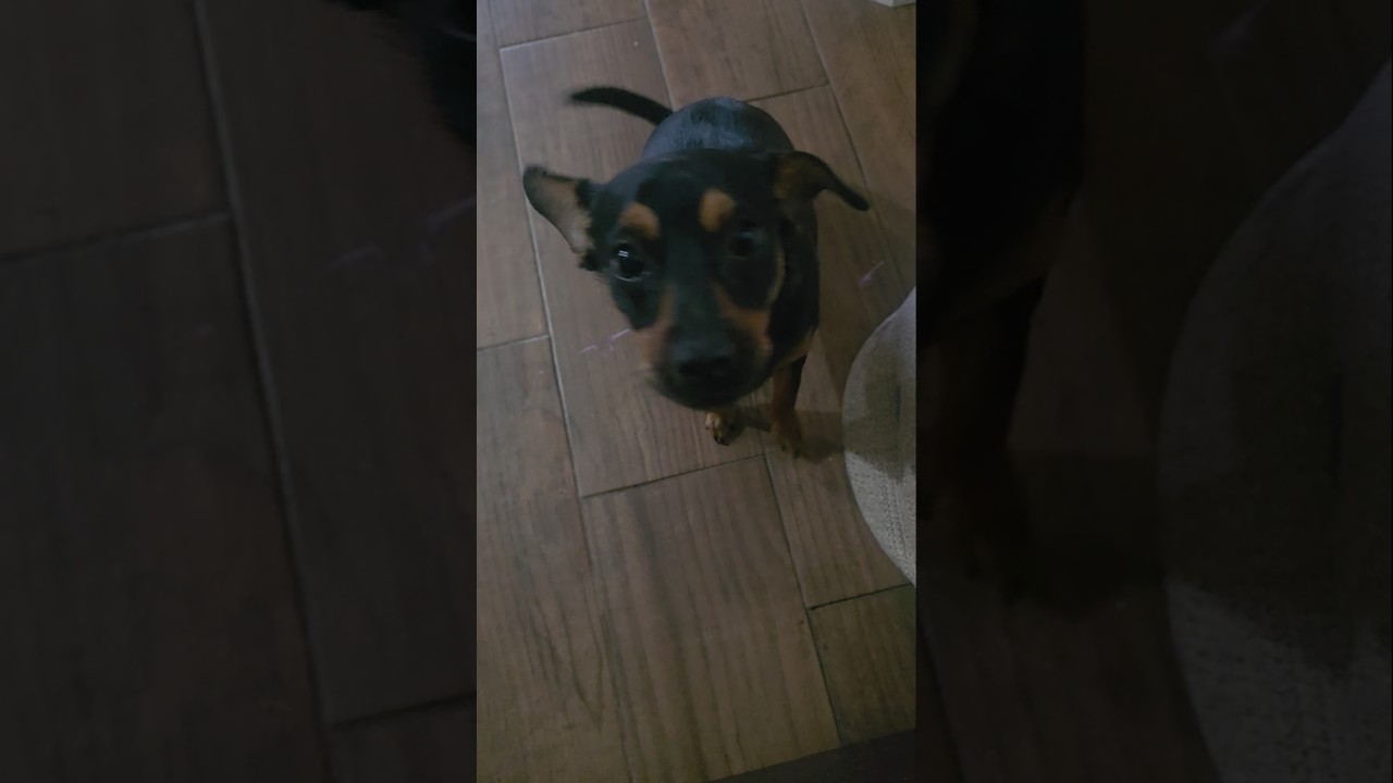 🐶 Mom Has Food… But Won’t Share?! 😭😂 #DachshundMix #Dachshund #PuppyLife #DogMom #FunnyPets