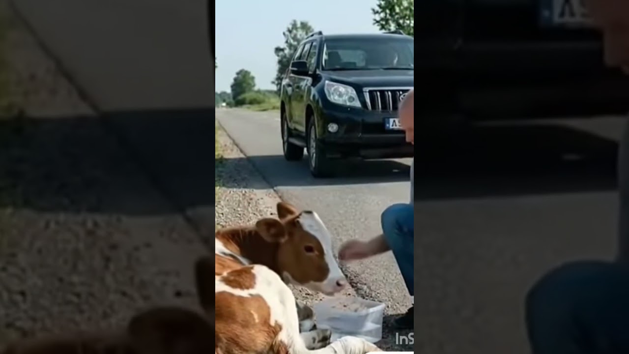 Man # Help # The Animals # 🦢🐄🐇🦢🐄🐇