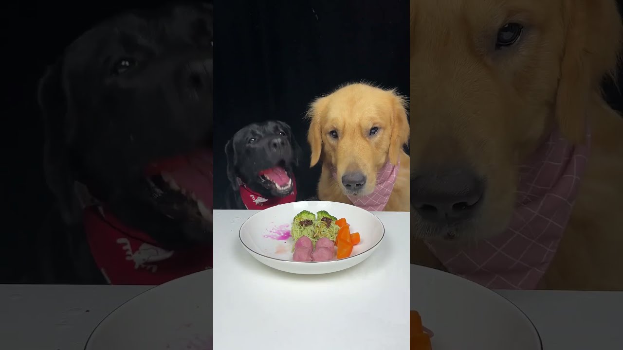 Golden Brother Always Wants To Eat Before Me Labrador And The Daily Life Of Two Cute Dogs