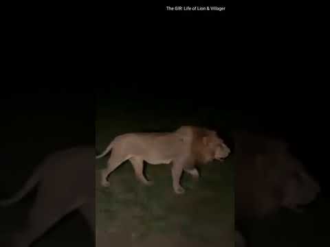 GIR Lion Roaring on Gir village |ગીરનો સાવજની ડણક | the gir lion