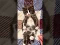 気分屋すぎ子猫 #shorts #もちぞう