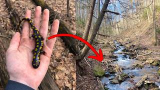 How to Find Salamanders | Episode 3