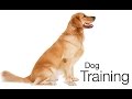 The How to At Home Dog Training System and Course The How to At Home Dog Training System and Course