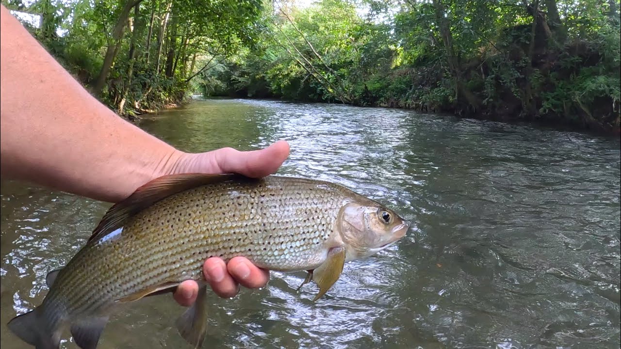 Ombres et truites de l’Aa en nymphe