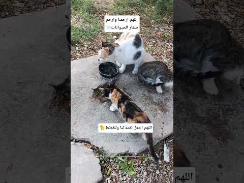 اللهم أطعمنا رزق للقطط حب الحيوانات اطعم القطط رحمة للحيوانات خير في القطط اكسبلور  الرحمن