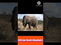 The Largest Land Animal on Earth! 🐘
