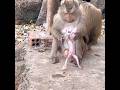 Most Heartwarming — Mama STEPHENIE Encourages Her Baby’s First Steps 🐒💛 #Shorts