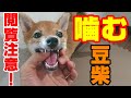 【豆柴】甘噛みのしつけ・噛み癖を治したい、生後4ヶ月の柴犬子犬【凶暴】