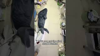 This shark blanket is unapologetically chaotic
