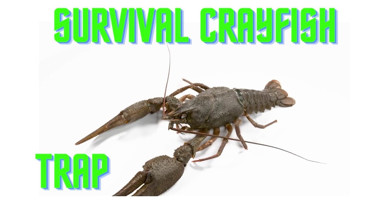 The Secret Survival Hack: Catching Crayfish with Homemade Traps 