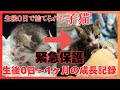 【総集編】生後0日で捨てられていた子猫を緊急保護してから1ヶ月までの成長記録