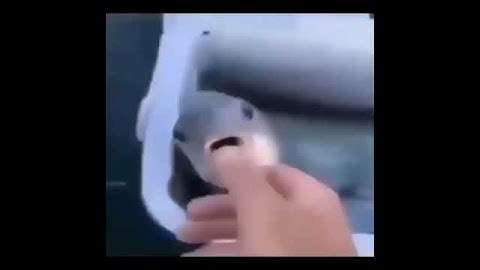 Hank J. wimbleton with the AAHW.