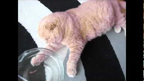 Watch the video about Scottish Fold cat standing up on hind legs! Cute fat kitten vs insect, British Shorthair baby cats