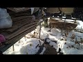 ПРЕДЛАГАЮ МЕТЕЛЬЧАТЫЕ ГОРТЕНЗИИ ПО АКЦИИ!!