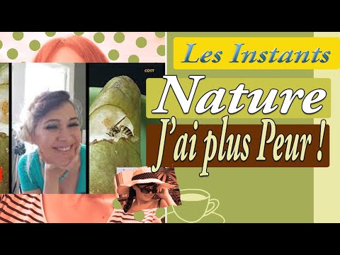 Vidéo: 6 façons de surmonter la peur des guêpes et des abeilles