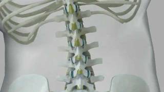 Facet in the Spine