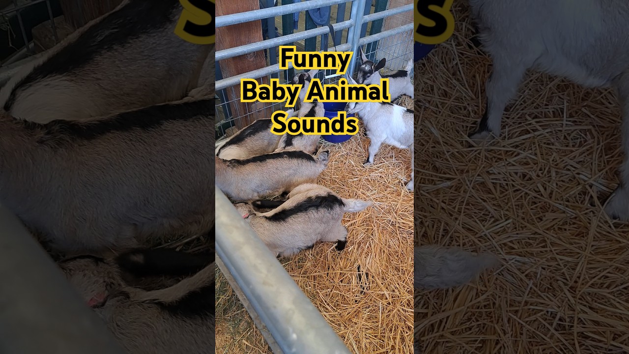 Check out These Cute Animal Sounds! 