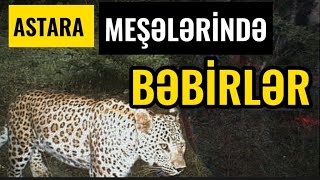 ASTARA MEŞƏLƏRİNDƏ BƏBİRLƏR ÇOXALIB.