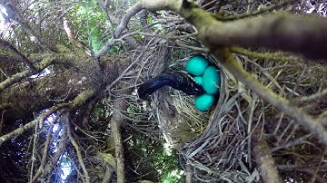 Time laspse snake eating bird eggs.