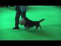 Dandie Dinmont Terriers at Crufts 2009 の動画、YouTube動画。