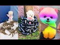 Funny and Cute Dog  Pomeranian😍🐶| Funny Puppy Videos #2