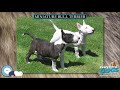 Miniature Bull Terrier 🐶🐾 Everything Dog Breeds 🐾🐶 の動画、YouTube動画。