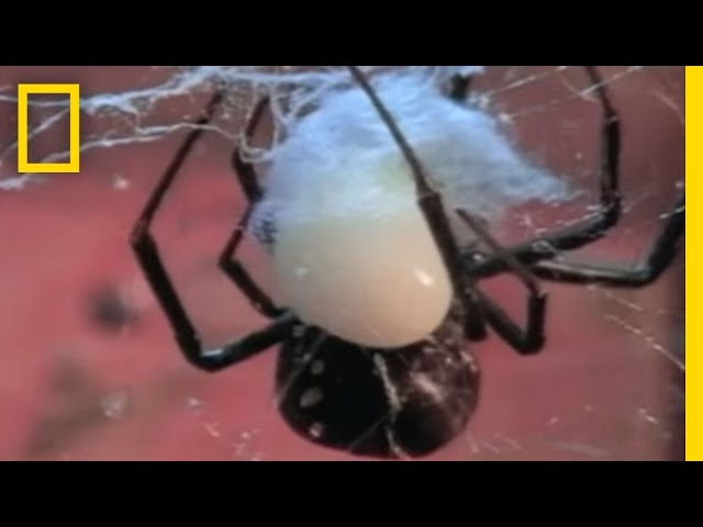 Black Widow Sex | National Geographic - YouTube