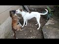 Sibling Stray Pups Playing Fighting On A Cloudy Day In Summers Beautiful Mountain Village View Vlog Sibling Stray Pups Playing Fighting On A Cloudy Day In Summers Beautiful Mountain Village View Vlog