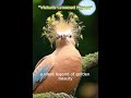 Golden-Crested Pigeon: The Rarest Orange Bird You Won't Believe! (GoldenMajesty)