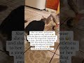 Day 24: 30 Days of Gratitude - Testimony Time | #familypet #cat #joy #jesus