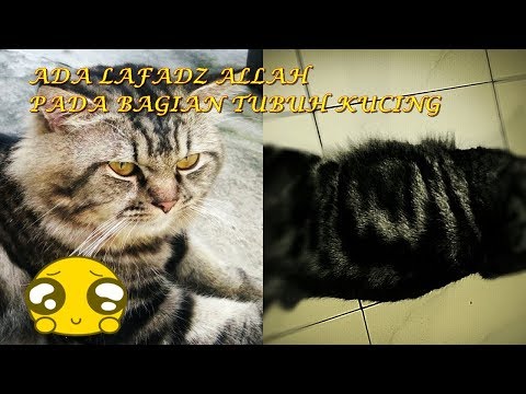Video: Kucing Jenis Apa Yang Alah?